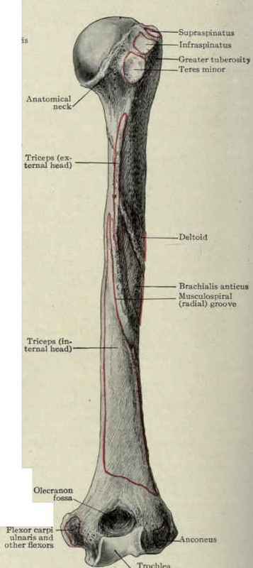 Fig. 278.   Posterior surface of humerus, showing attachment of muscles.