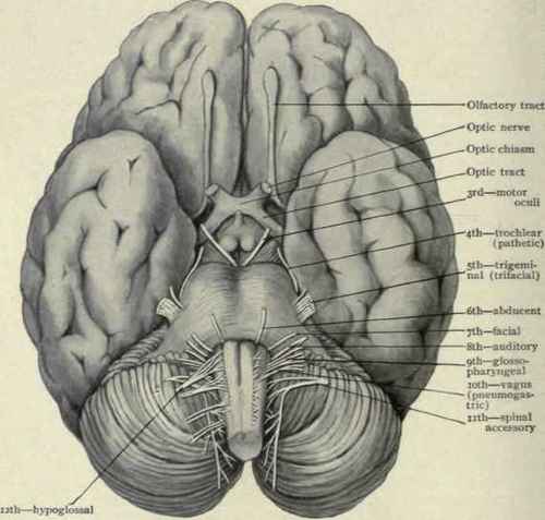 Fig. 28.   Base of brain, showing exit of cranial nerves