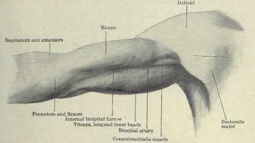 Fig. 284.   Surface anatomy of the arm.