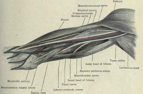 Fig. 285.   Dissection of the arm, viewed from the inner side.