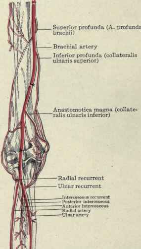Fig. 287.   Collateral circulation after ligation of the brachial artery at the bend of the elbow.