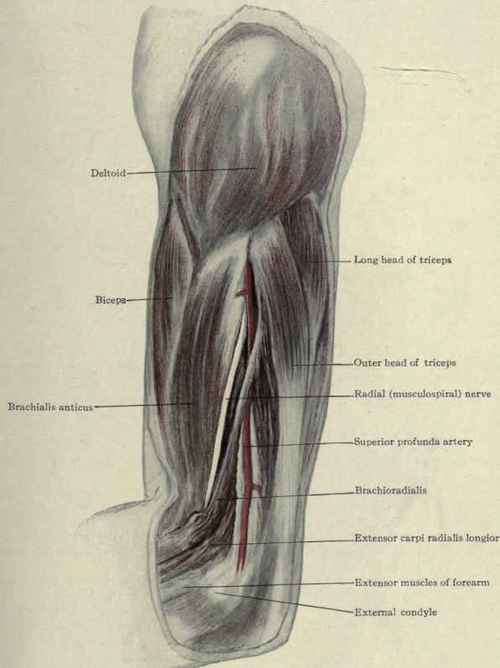 Fig. 291. The radial (muscalospiral) nerve and outer side of arm.
