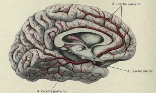 Fig. 31.   Distribution of the A. cerebri anterior and A. cerebri posterior on the medial surface of the brain.