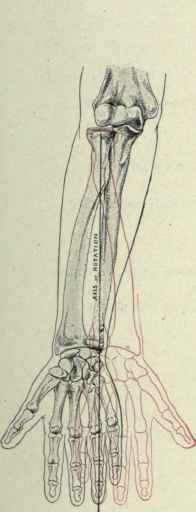 Fig. 319.   The axis of rotation in pronation and supination.
