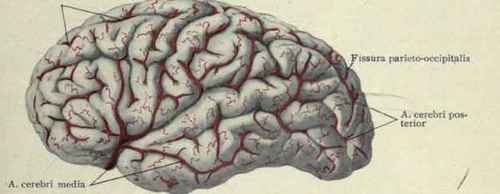 Fig. 32.   Distribution of the A. cerebri anterior, A. cerebri posterior, and A. cerebri media on the lateral surface of the brain.