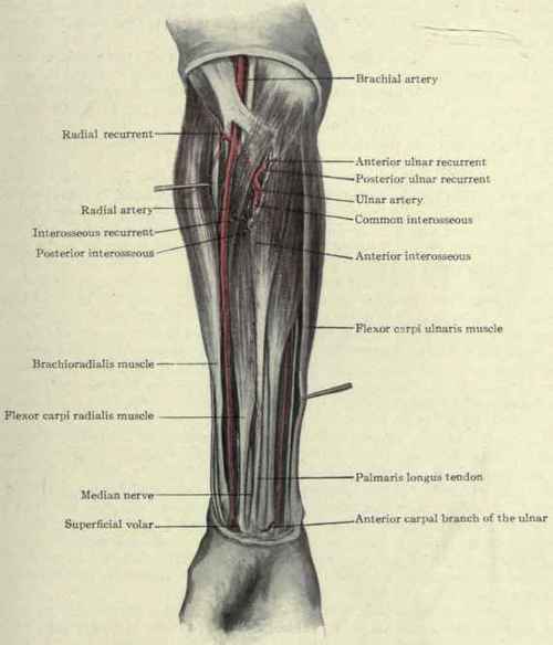 Fig. 329. Arteries of the forearm.