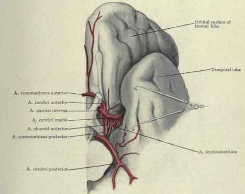 Fig. 33.   Arteries of the base of the brain, especially the branches of the middle cerebral giving rise to apoplexy.
