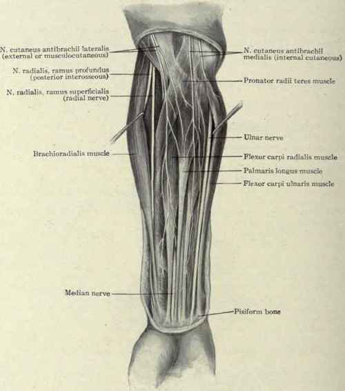Fig. 331.   The nerves of the forearm.