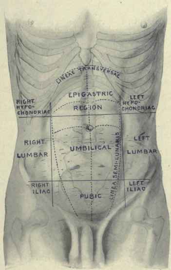 Fig. 385.   Surface anatomy of the abdomen; lines and regions.