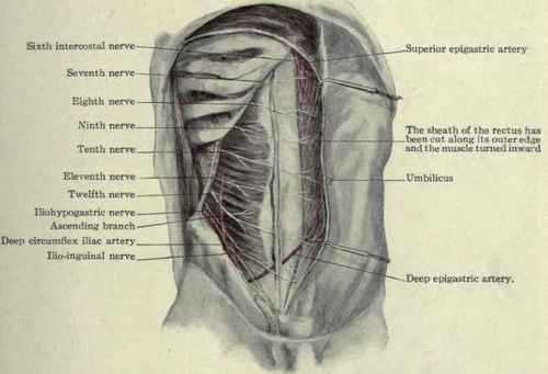 Fig. 391.   The nerves and blood vessels of the anterior abdominal wall. The nerves are seen piercing the posterior layer of the sheath of the rectus to enter the muscle. The external and internal oblique have been removed exposing the nerves lying on the transversalis.