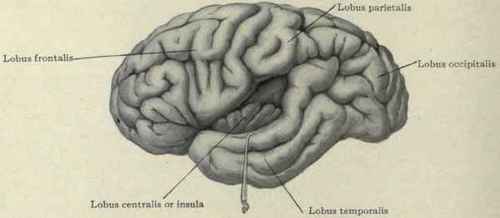 Fig. 40.   Lobes of the brain