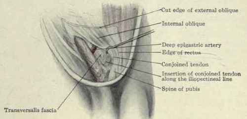 Fig. 401.   The conjoined tendon of the internal oblique and transversalis muscles.
