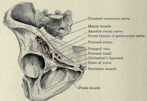 Fig. 403. The crural arch and the structures which pass beneath it.