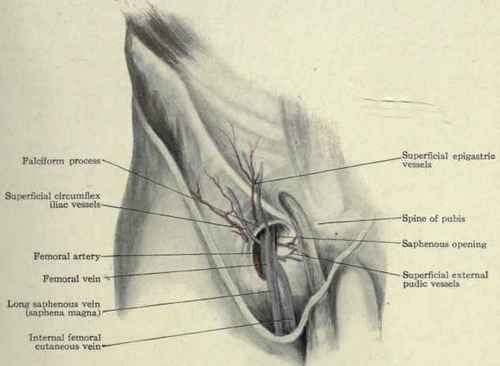 Fig. 404. The saphenous opening (fossa ovalis).