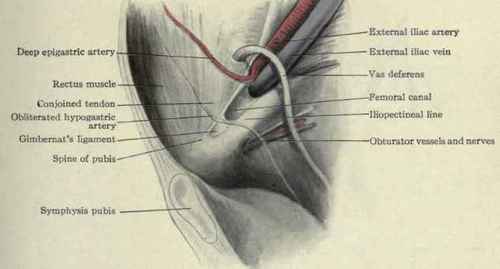 Fig. 405. View of the inguinal and femoral regions from within; the peritoneum has been removed.