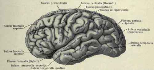 Fig. 41.   Fissures, sulci, and gyri (convolutions) of the lateral surface of the cerebral hemisphere.