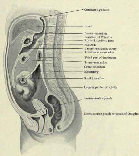 Fig. 412.   Anteroposterior section, showing the peritoneum.