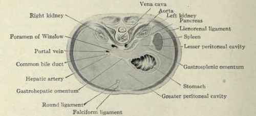 Fig. 413.   Transverse section made through the foramen of Winslow. (Viewed from above).