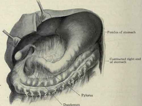Fig. 417.   Showing the right end of the stomach normally contracted to near the size of the duodenum. From an actual specimen.