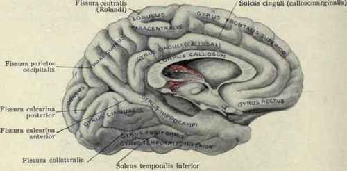 Fig. 42.   Gyri, sulci, and fissures of the medial surface of the cerebral hemisphere.