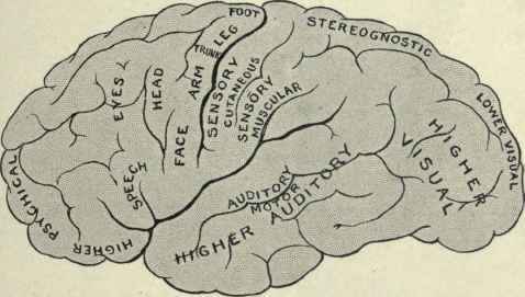 Fig. 43. Diagram illustrating the probable functions of the lateral surface of the brain.
