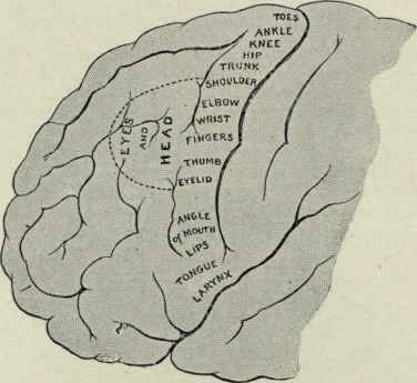 Fig. 44. Diagram illustrating the motor areas of the lateral surface of the brain.