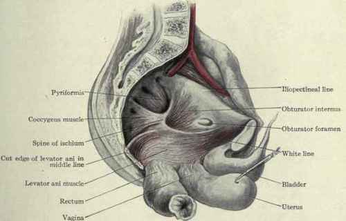Fig. 442.   Levator ani muscle and interior of pelvis; the bladder, uterus and vagina, and rectum have been loosened and turned down.