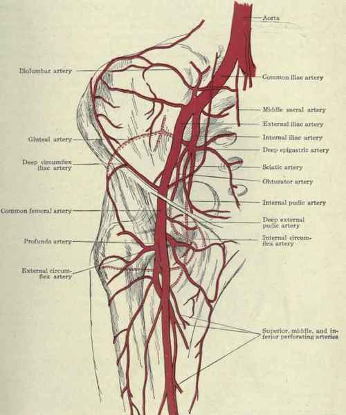 Fig. 444.   Collateral circulation after ligation of the external iliac artery.