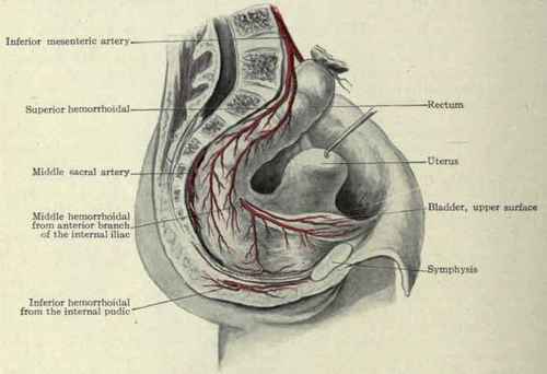 Fig. 446.   The blood supply of the rectum.