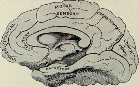 Fig. 45. Diagram illustrating the probable functions of the gyri (convolutions) of the medial surface of the brain.