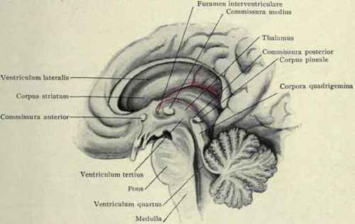 Fig. 46. Foreshortened view showing corpus striatum, thalamus, corpora quadrigemina, lateral, third, and fourth ventricles, etc.