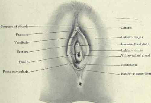 Fig. 465.   External female genitals (vulva).