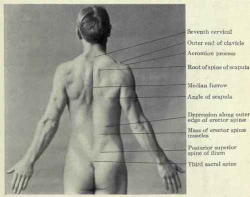 Fig. 477.   Surface anatomy of the back.