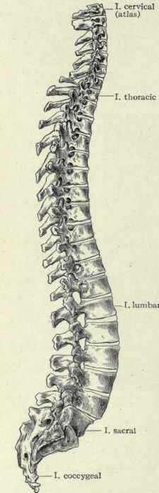 Fig. 478.   Lateral view of the adult spine, showing its curves. (Piersol).