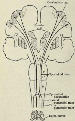 Fig. 48.   Diagram showing course and decussation of corticospinal (pyramidal) tract; M, medulla; P,pons; CP, cerebral peduncle; T, thalamus; C, L, caudate and lenticular nuclei; CC, corpus callosum. (Piersol).