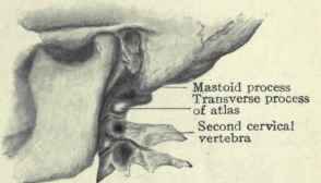 Fig. 484.   Lateral view, showing relation of transverse process of atlas to tip of mastoid process.