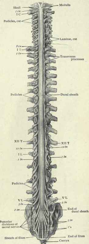 Fig. 487. Spinal cord enclosed in unopened dural sheath lying within vertebral canal; neural arches completely removed on right side, partially on left, to expose dorsal aspect of dura; first and last nerves of cervical, thoracic, lumbar. and sacral groups are indicated by Italic figures; corresponding vertebrae by Roman numerals. (Piersol).