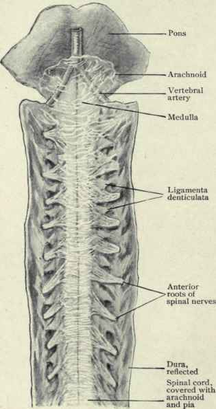 Fig. 488. Upper part of spinal cord within dural sheath, which has been opened and turned aside; ligamenta denticulata and nerve roots are shown as they pass outward to dura. (Piersol).