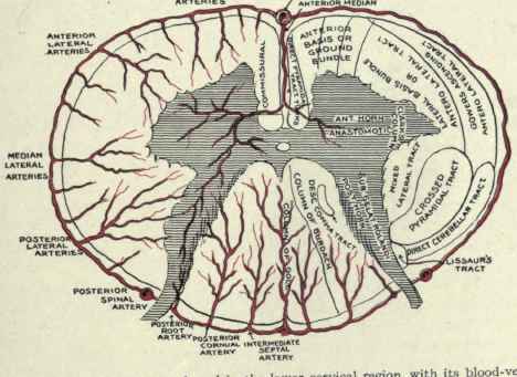 Fig. 489.   Diagram of the spinal cord in the lower cervical region, with its blood vessels.