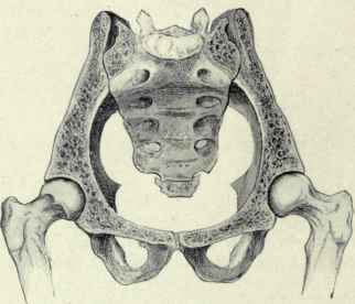 Fig. 491.   The femorosacral arch. The main arch passes upward from one hip joint to the other through the sacrum: the subsidiary arch passes downward from one hip joint to the other through the pubes.