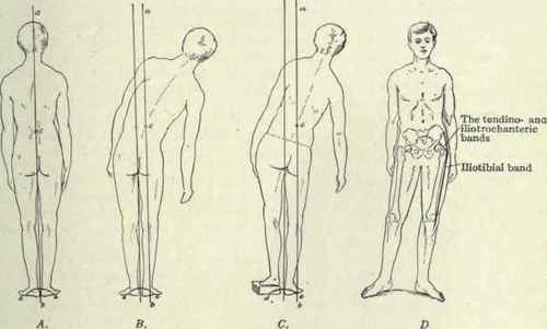 Fig. 495.   Lateral equilibrium.