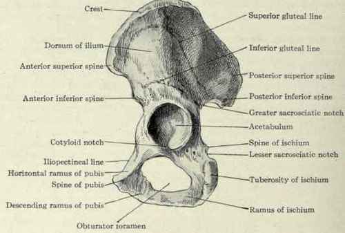 Fig. 500. The innominate bone, viewed from the outside.