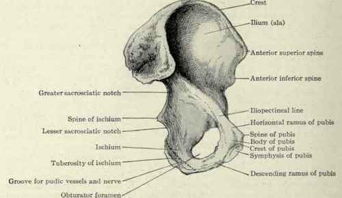 Fig. 501. The innominate bone, viewed from the inside.