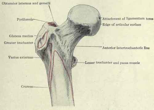 Fig. 503. Anterior view of the upper end of the femur with muscular attachments.