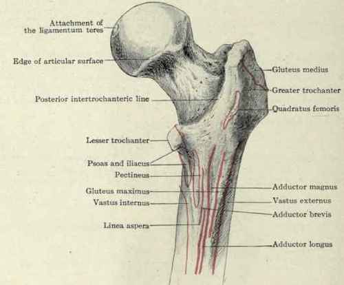 Fig. 504. Posterior view of the upper end of the femur with muscular attachments.
