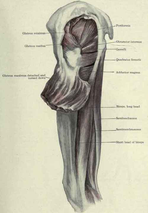 Fig. 505. Muscles of the region of the hip.