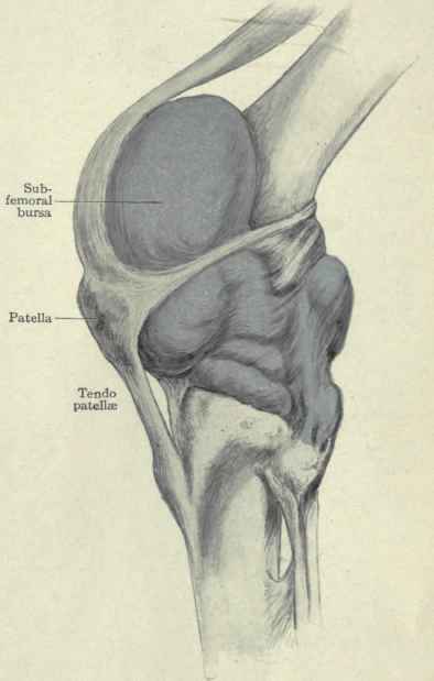 Fig. 545.   Knee joint distended with wax, showing the extent of its cavity and capsular ligament.