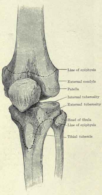 Fig. 554.   Antero external view of the bones of the knee, showing the lines of the epiphyses.