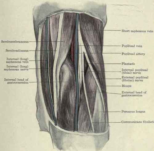 Fig. 557.   The popliteal space.