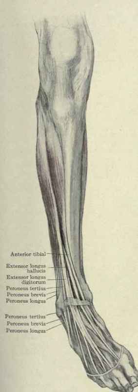 Fig. 559.   Extensor and abductor muscles of the leg.